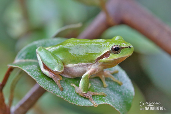 Hyla meridionalis (Hyla meridionalis)