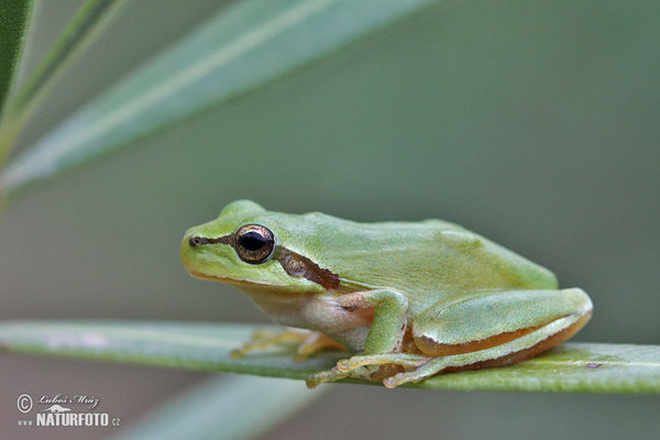 Hyla meridionalis (Hyla meridionalis)