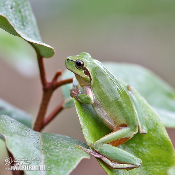 Hyla meridionalis (Hyla meridionalis)