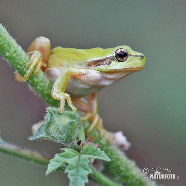 Hyla meridionalis (Hyla meridionalis)