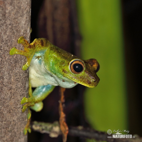 Hypsiboas pellucens (Hypsiboas pellucens)