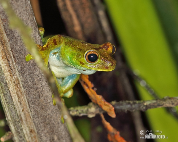 Hypsiboas pellucens (Hypsiboas pellucens)