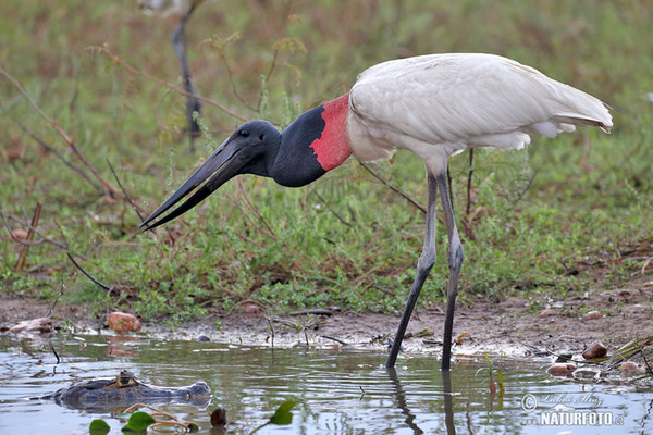 Jabiru (Jabiru mycteria)