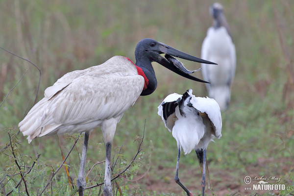 Jabiru (Jabiru mycteria)