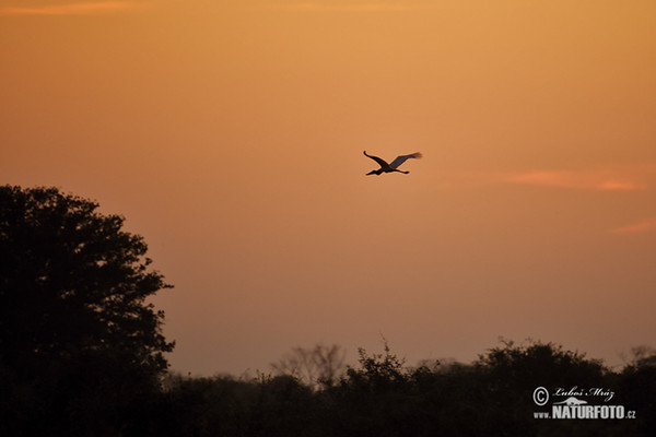 Jabiru (Jabiru mycteria)