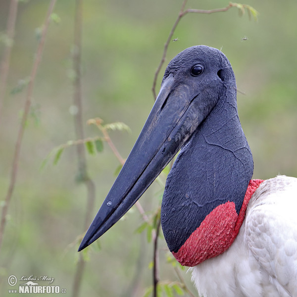 Jabiru (Jabiru mycteria)