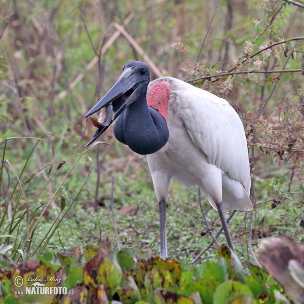 Jabiru (Jabiru mycteria)