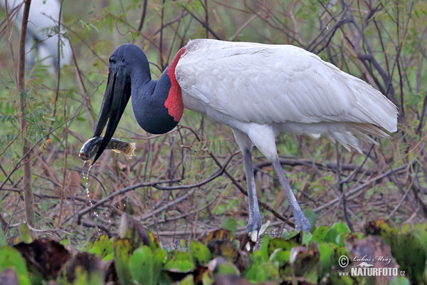 Jabiru (Jabiru mycteria)