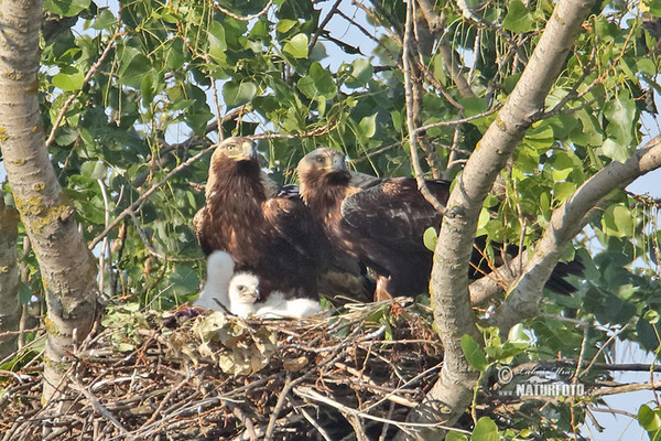 Kaiseradler (Aquila heliaca)