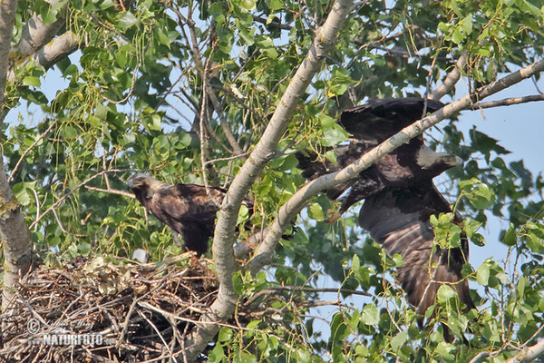 Kaiseradler (Aquila heliaca)