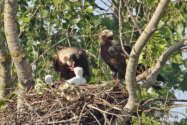 Kaiseradler (Aquila heliaca)