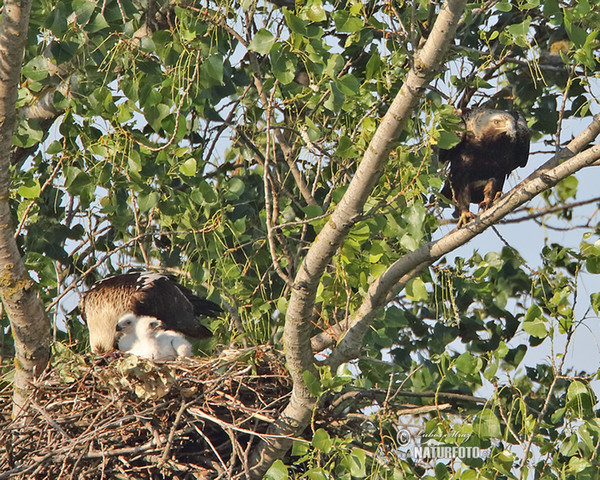 Kaiseradler (Aquila heliaca)