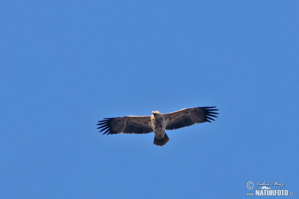 Kaiseradler (Aquila heliaca)