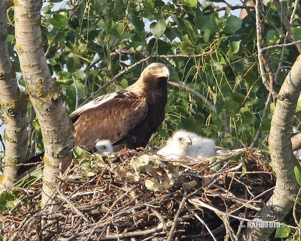 Kaiseradler (Aquila heliaca)