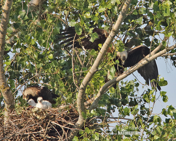 Kaiseradler (Aquila heliaca)