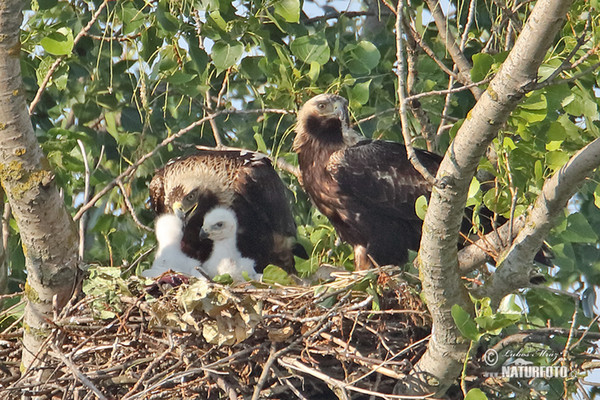 Kaiseradler (Aquila heliaca)