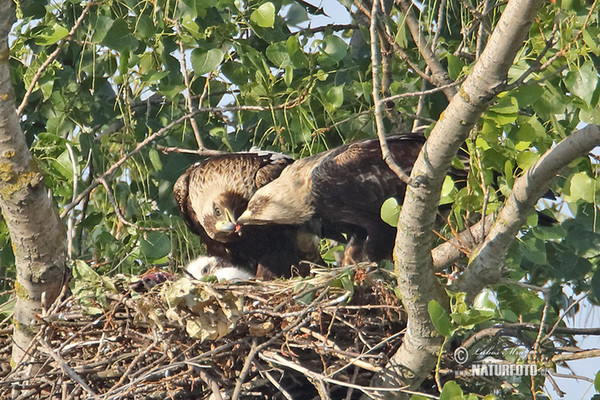 Kaiseradler (Aquila heliaca)