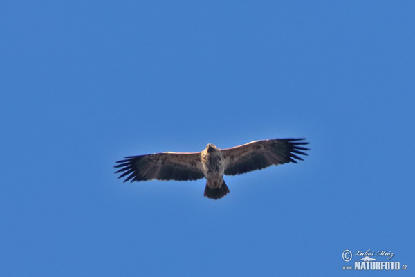 Kaiseradler (Aquila heliaca)