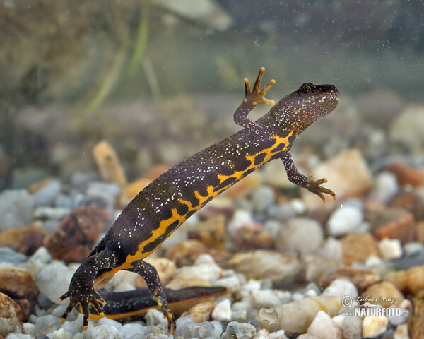 Kammolch (Triturus cristatus)