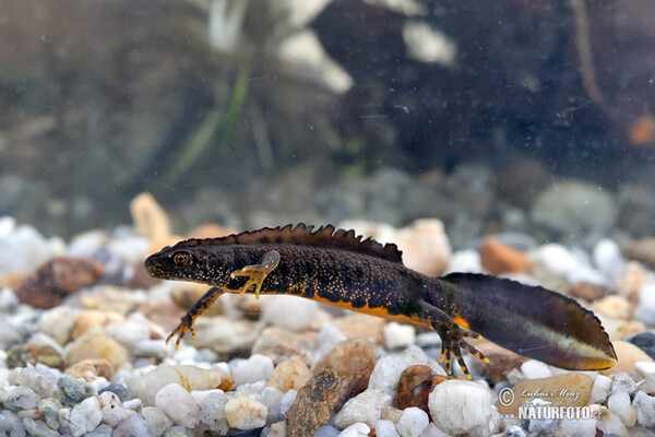 Kammolch (Triturus cristatus)