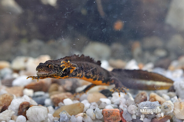 Kammolch (Triturus cristatus)