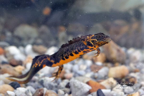 Kammolch (Triturus cristatus)