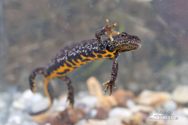 Kammolch (Triturus cristatus)