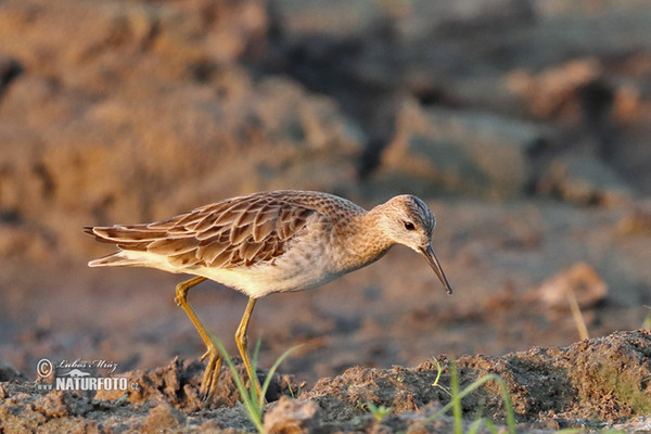 Kampfläufer (Philomachus pugnax)