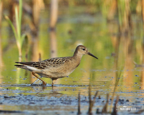 Kampfläufer (Philomachus pugnax)