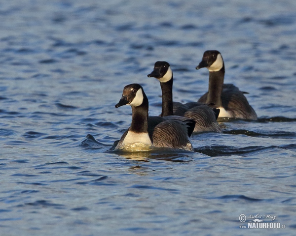 Kanadagans (Branta canadensis)