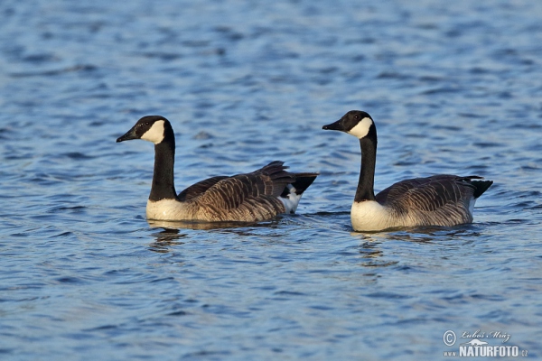 Kanadagans (Branta canadensis)