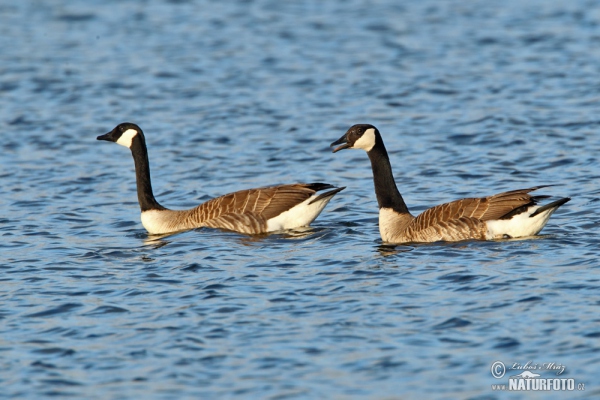 Kanadagans (Branta canadensis)