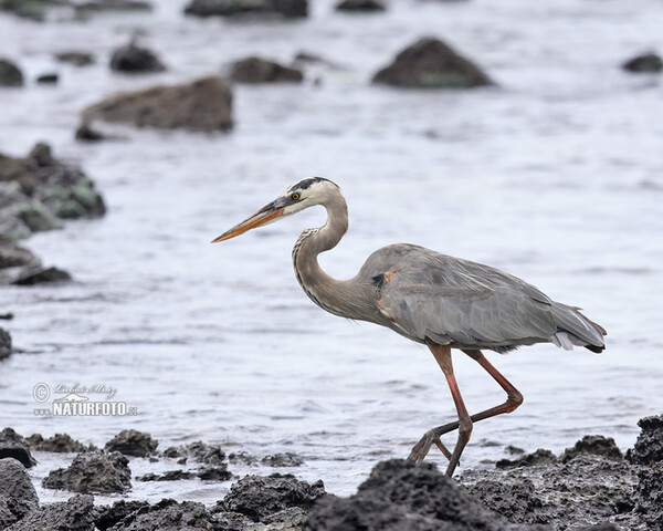 Kanadareiher (Ardea herodias)