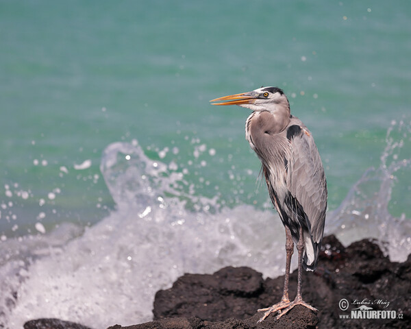 Kanadareiher (Ardea herodias)