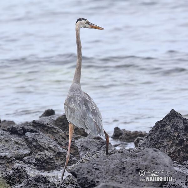 Kanadareiher (Ardea herodias)