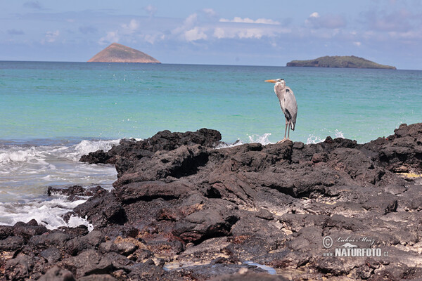 Kanadareiher (Ardea herodias)