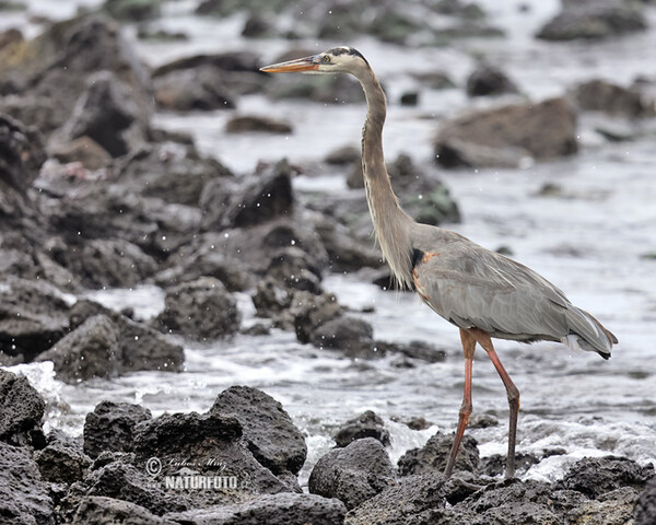 Kanadareiher (Ardea herodias)