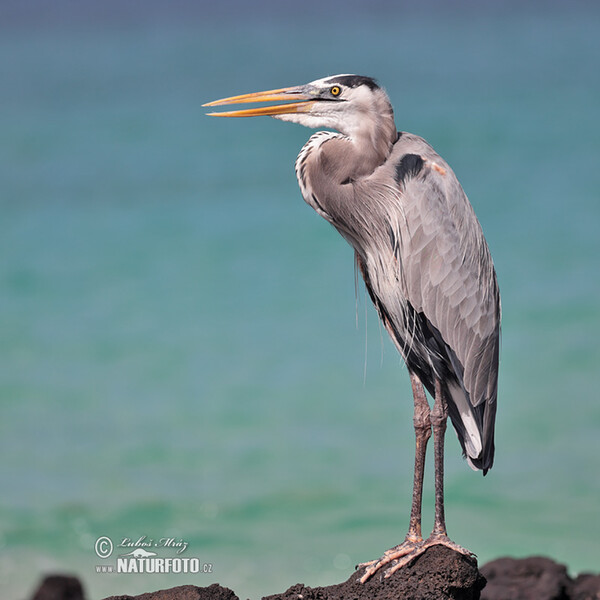 Kanadareiher (Ardea herodias)