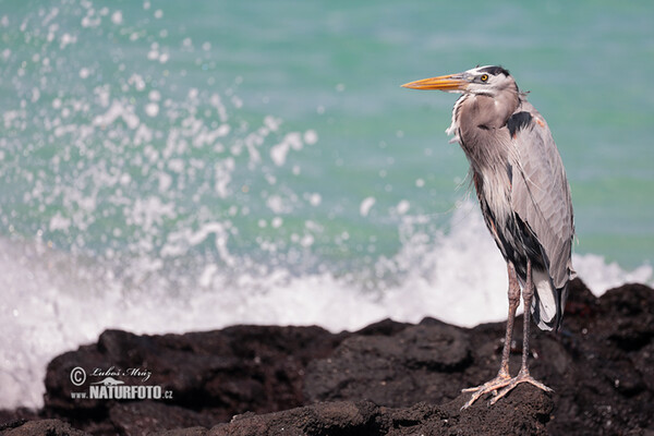 Kanadareiher (Ardea herodias)