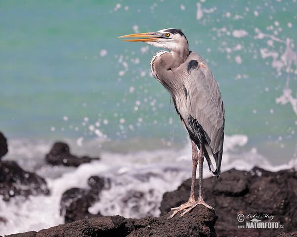 Kanadareiher (Ardea herodias)