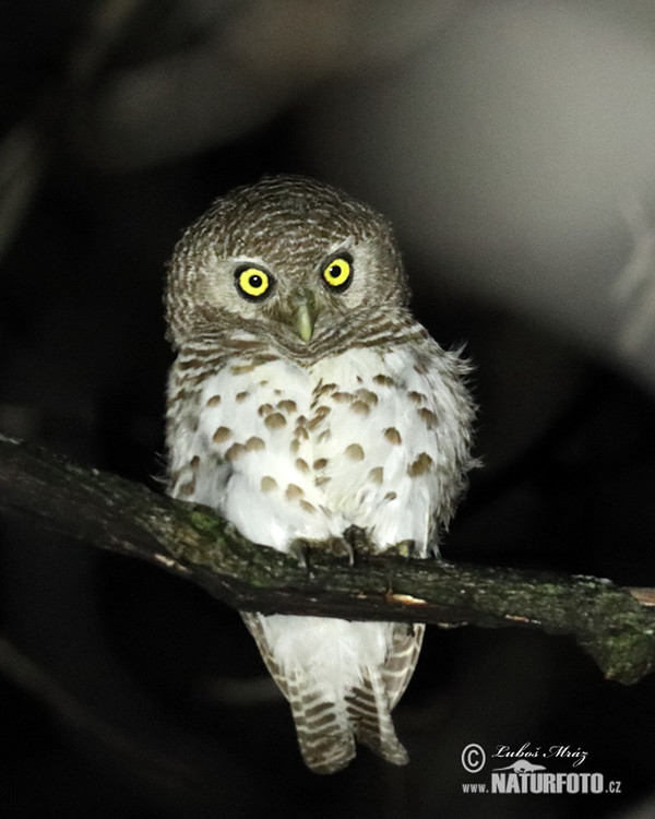 Kapkauz (Glaucidium capense)