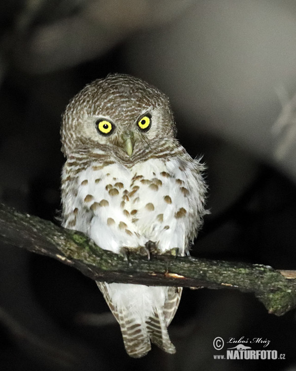 Kapkauz (Glaucidium capense)