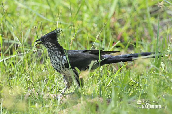 Kapkuckuck (Clamator levaillantii)