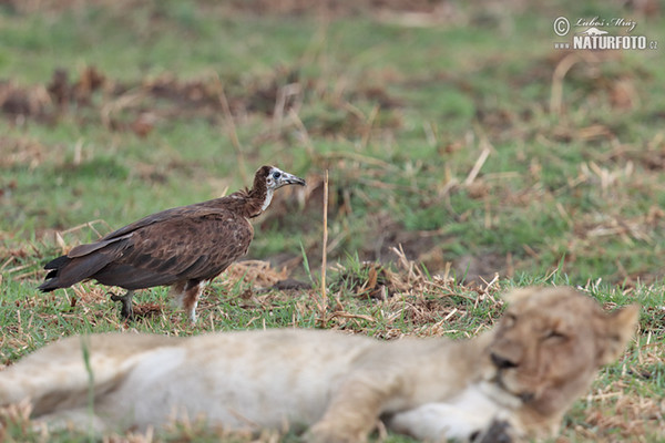 Kappengeier (Necrosyrtes monachus)