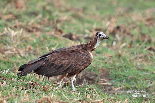 Kappengeier (Necrosyrtes monachus)