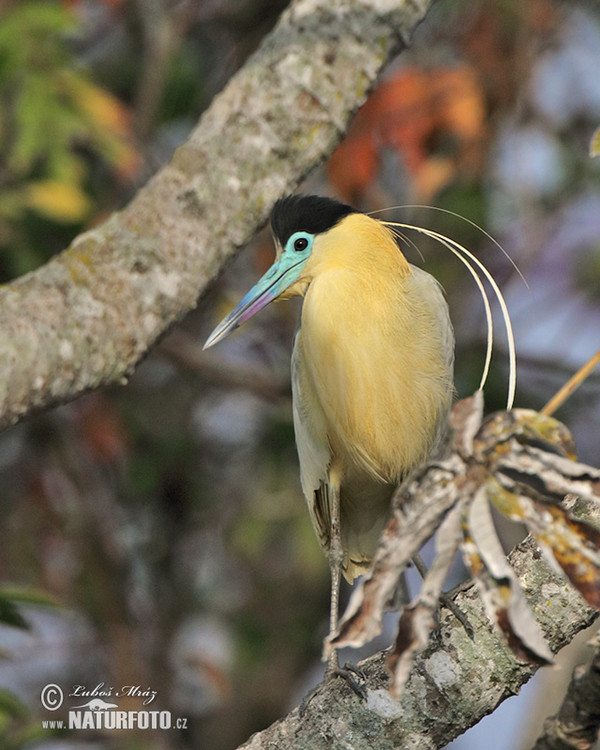 Kappenreiher (Pilherodius pileatus)