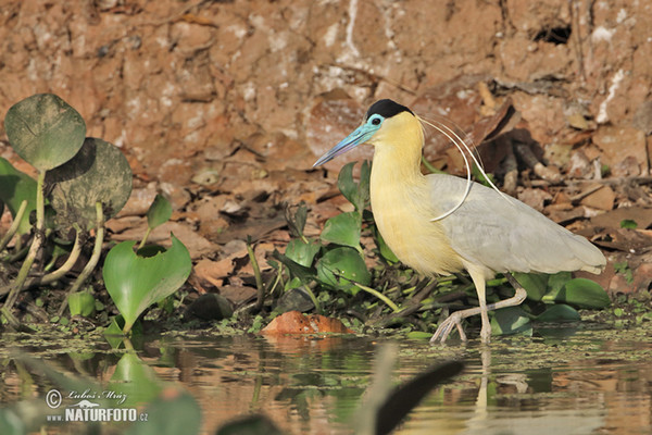 Kappenreiher (Pilherodius pileatus)