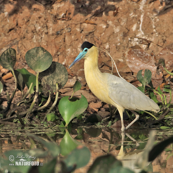 Kappenreiher (Pilherodius pileatus)