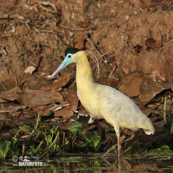 Kappenreiher (Pilherodius pileatus)