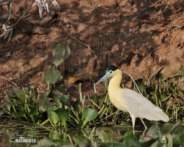 Kappenreiher (Pilherodius pileatus)